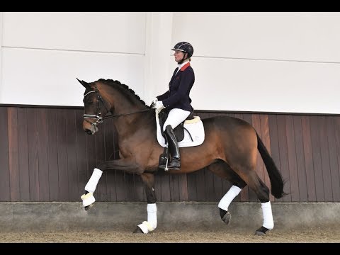 Atterupgaards barcelo (Bon Coeur x Caprimond/trak x Donnerhall)