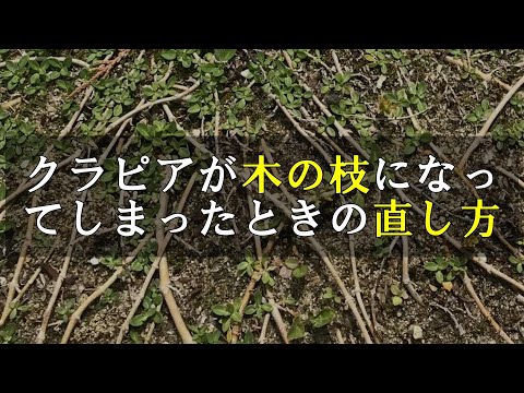 折れた枝に火口の木 2023
