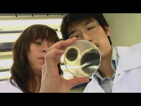 Sercadis® - fungicyd na parcha i mączniaka w sadzie