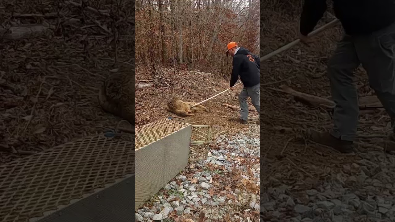 Live Trapping Coyote #trapping #duke550 #coyote