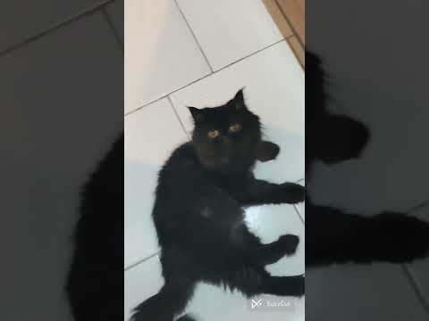 Dom Dom Dom          yeS yeS yeS