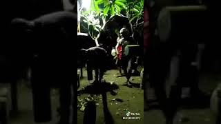 Download lagu Video lucu bangunin saur di kuburan mp3