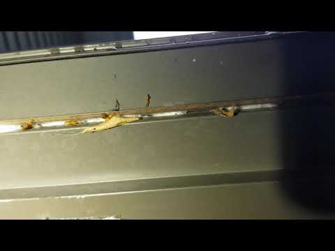 Massive Moth Infestation in Howell, NJ