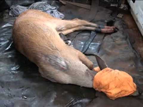 download lagu mp3 mp4 Divaes, download lagu Divaes gratis, unduh video klip Divaes