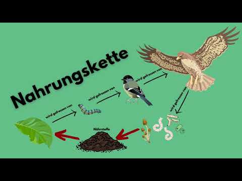 Nahrungsketten und Nahrungsnetze
