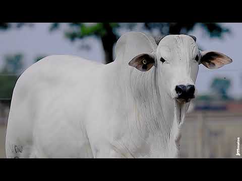 NELORE - 738 FIV ACN - ACNN 738