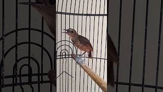 Download lagu jongkangan gacor masteran mewah #jongkangan mp3 Download lagu jongkangan gacor masteran mewah #jongkangan mp3