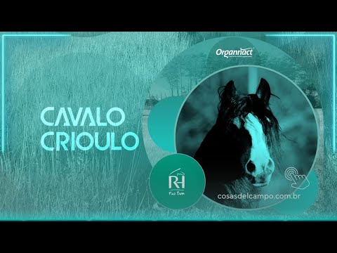 Cavalo Crioulo - Explosão do Recanto do Taura 