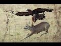 Top 3 Best Eagle Attacks (OWL, DEER & WOLF ...