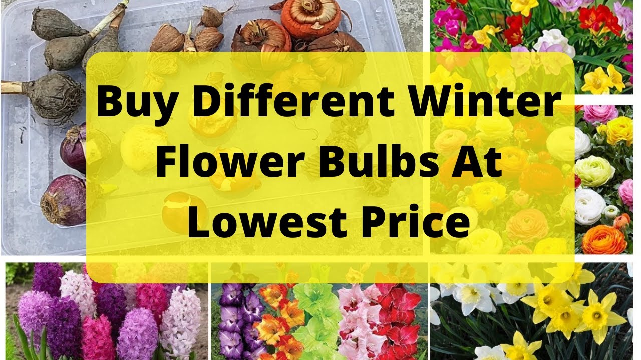 Buy Flower Bulbs online at lowest price/ Buy Winter Flower Bulbs