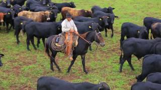 Bom Futuro Pecuária