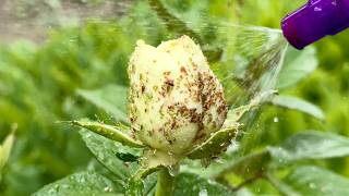 Eliminate Rose Pests in Seconds: The Ultimate Natural Formula 💪🏻 ✨