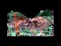 Darren Hayes - Step into the Light