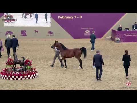 N 189 THAHAB AJMAN   29th Qatar Intl A H  Show 2020   4 6 Years Old Stallions Class 10