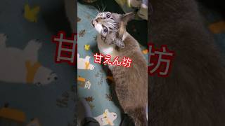 甘えん坊 #ネコ #猫 #KAT #可愛い #癒し #動物 #ペット