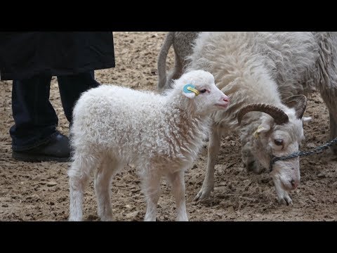 Tierschau Grüne Woche Berlin 28.1.2018 4K