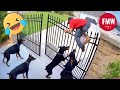 Try Not To Laugh Top 100 Funniest Videos Ever Funny Videos Compilation 2025 12