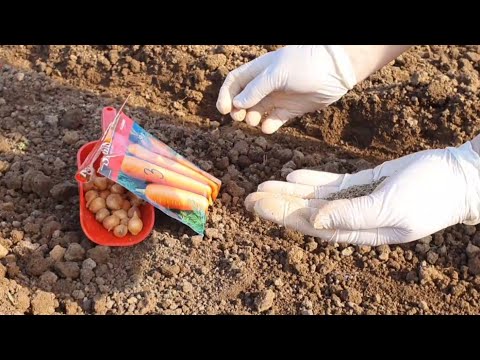 Zašto je dobro sijati mrkvu u jesen i kako održavati nasad u toku zime