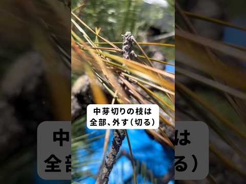果樹の枝のサポート：庭師のためのヒントと効果的な方法  庭園