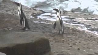 preview picture of video 'Pinguine am Boulder Beach bei Kapstadt, Südafrika 2014'