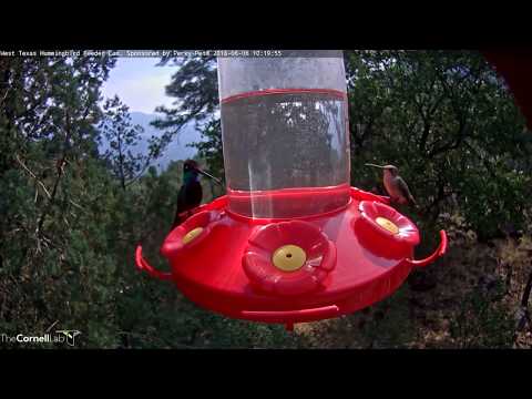 Male Rivoli's Hummingbird Flushes Others Off Feeder – June 6, 2018