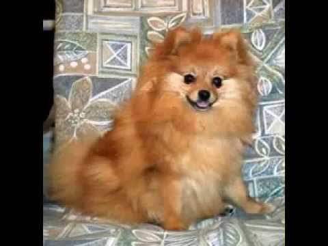 Pomeranian dog picture gallery Video