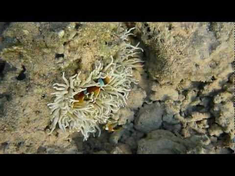 Fishes of Egypt. Рыбки Египта.أسماك في مصر