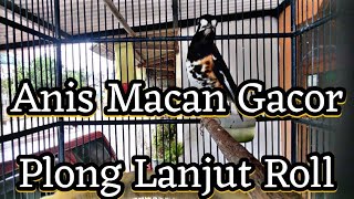 Download lagu Anis Macan Plong & Ngeroll,buat anis macet,steres,mendongkrak birahi#anismacan #anismacangacor mp3