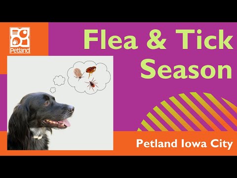 Flea & Tick Season