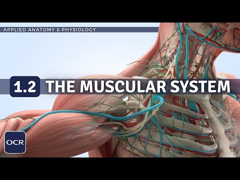 OCR GCSE PE - THE MUSCULAR SYSTEM structure & function - Applied Anatomy & Physiology (1.2)