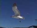 Gulls In Flight LandGulls Project