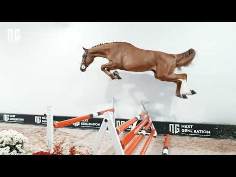 5ª Ed. Leilão NG - Lote 03 CEDRIC BR