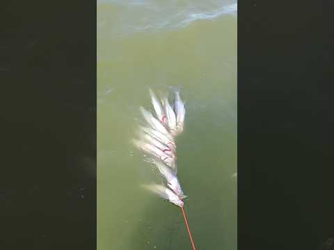 Trenque Lauquen Pesquero Loma Alta pejerrey y vadeo