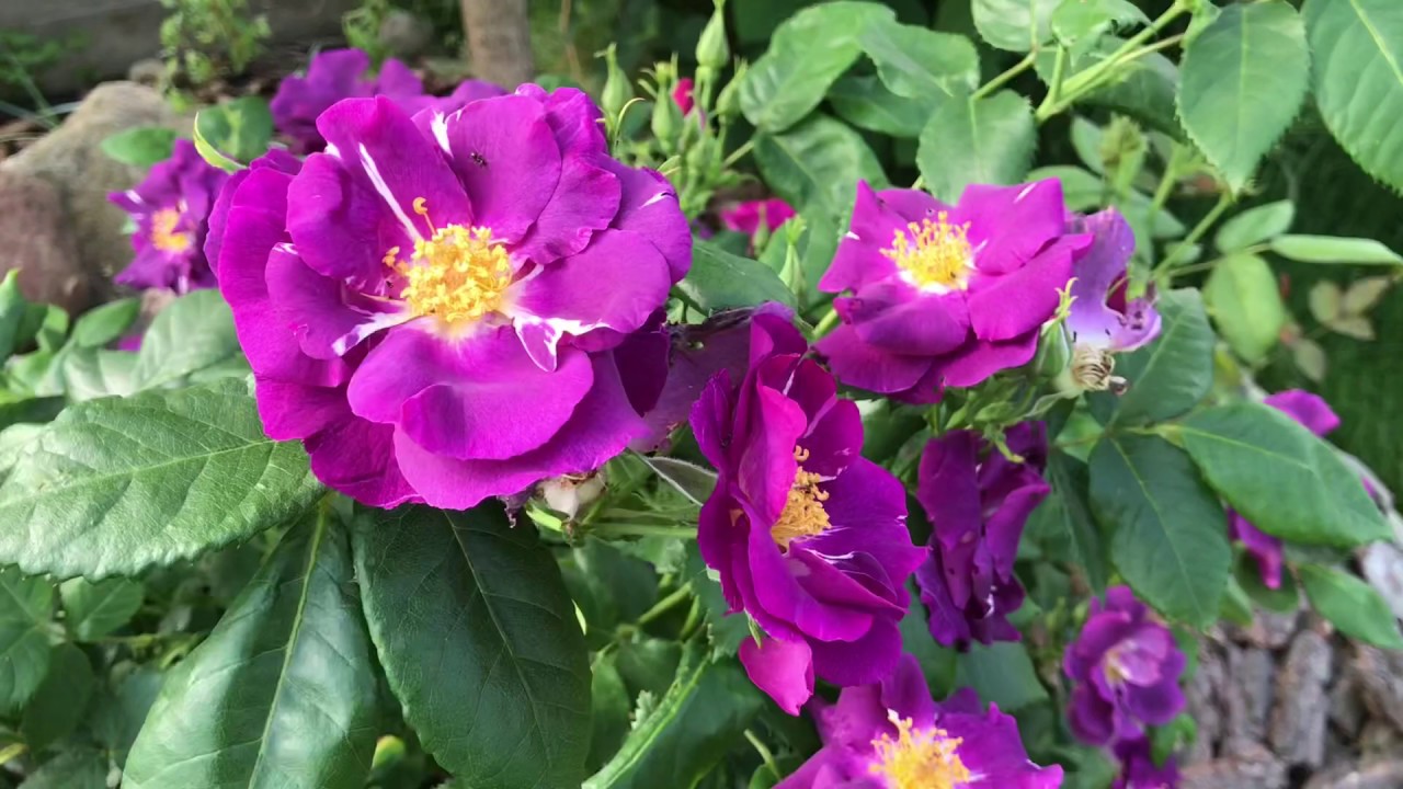 Rose Rhapsody in blue!! Цветёт роза Рапсоди ин блю