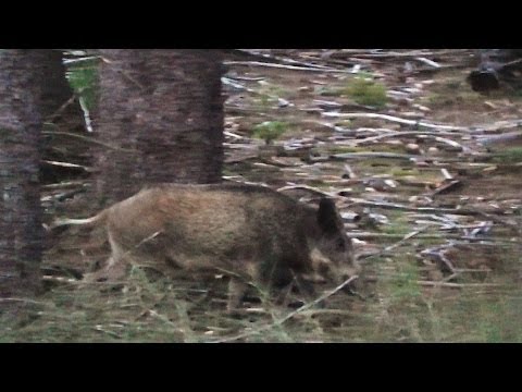 Jagd im August - Rehe Sauen Rotwild