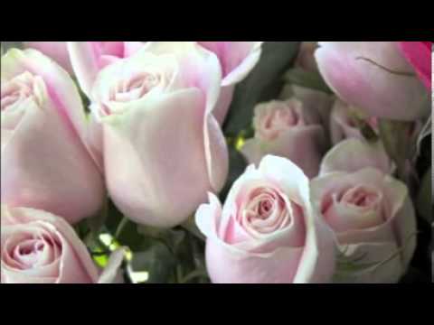 download lagu mp3 mp4 Best Florist In Oakville, download lagu Best Florist In Oakville gratis, unduh video klip Best Florist In Oakville