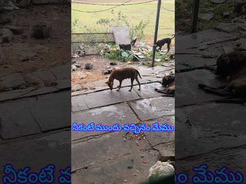 dogs funny video 🤣#ytshorts#ytviral#subscribe#mujibmultivlogs#