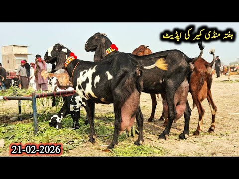 21 February 2026 Kameer Bakra Mandi Today Latest Update Beetal goats With Kids-Goats-0303-5065358