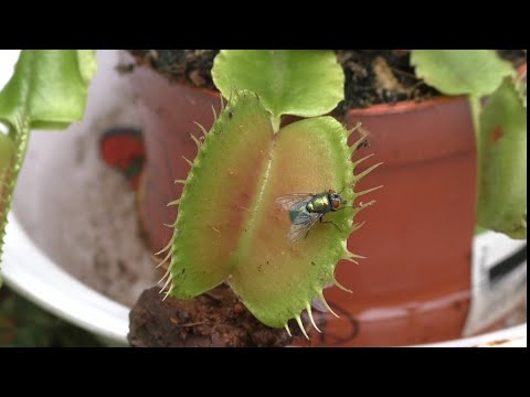 Fast flytrap catches a green bottle fly!