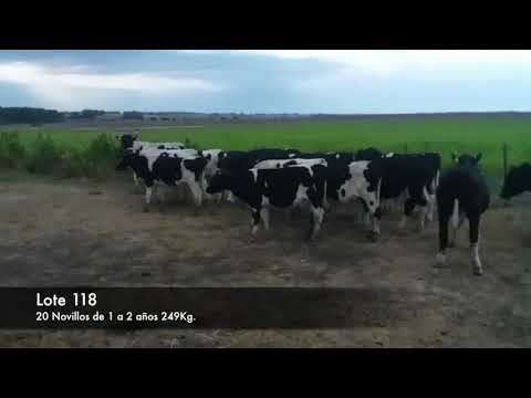 Lote 20 Novillos 1 a 2 años HO 249kg -  en RUTA 2 KM 149. 4 KM AL SUR