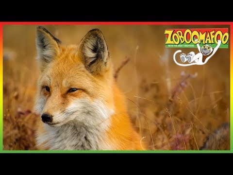 🦊 Zoboomafoo 244 | Creature Neighbours | Animal shows for kids | Full Episodes | HD 🦊
