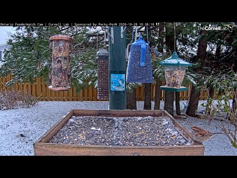 Chilly Morning Brings Diverse Feeder Birds To Ontario FeederWatch Cam – Oct. 28, 2020