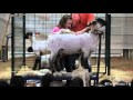 City Children Meet Farm Life