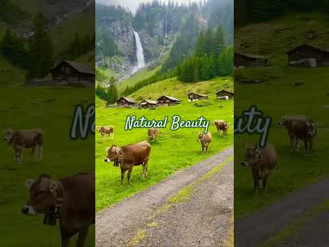Natural Beauty In Muree#muree #naturalbeauty #shortvideo #viral