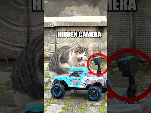 Храним БЕЗДОМНИ животни със СКРИТА камера!🐈📸🥩 #1BKindness #1BillionSummit