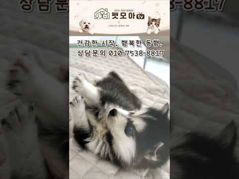 블루아이 폼스키 2개월 여아 실물 보면 바로 반하는 아가