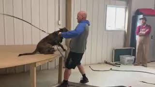 Video preview image #2 Dutch Shepherd Dog Puppy For Sale in CHARLESTON, WV, USA