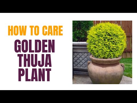 , title : 'how to take care your golden thuja in this summer.'