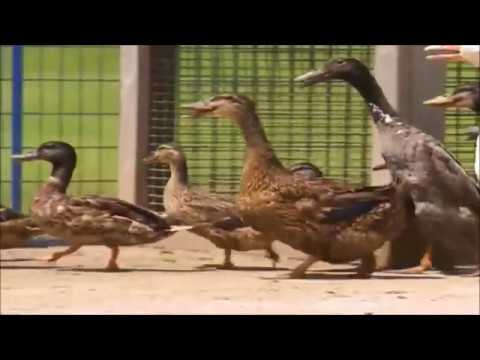 download lagu mp3 mp4 Quack Quack Waddle Waddle Lyrics, download lagu Quack Quack Waddle Waddle Lyrics gratis, unduh video klip Quack Quack Waddle Waddle Lyrics