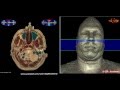 Анатомия мозга, головы и шеи человека. Brain anatomy, human head and neck ...